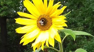 zonnebloem