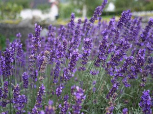 lavandula-angustifolia-hidcote-1