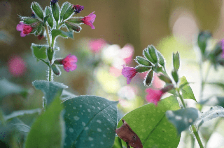 Longkruid Pulmonaria officinalis