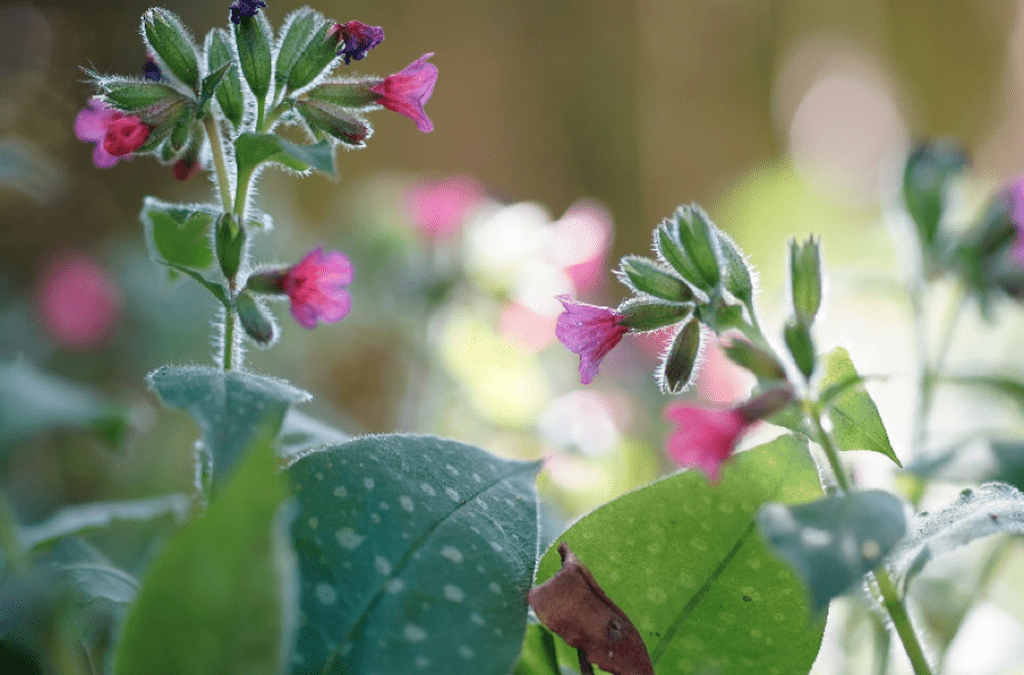 Longkruid Pulmonaria officinalis